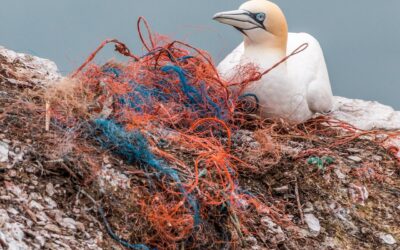 Plastic Pollution by ROVs