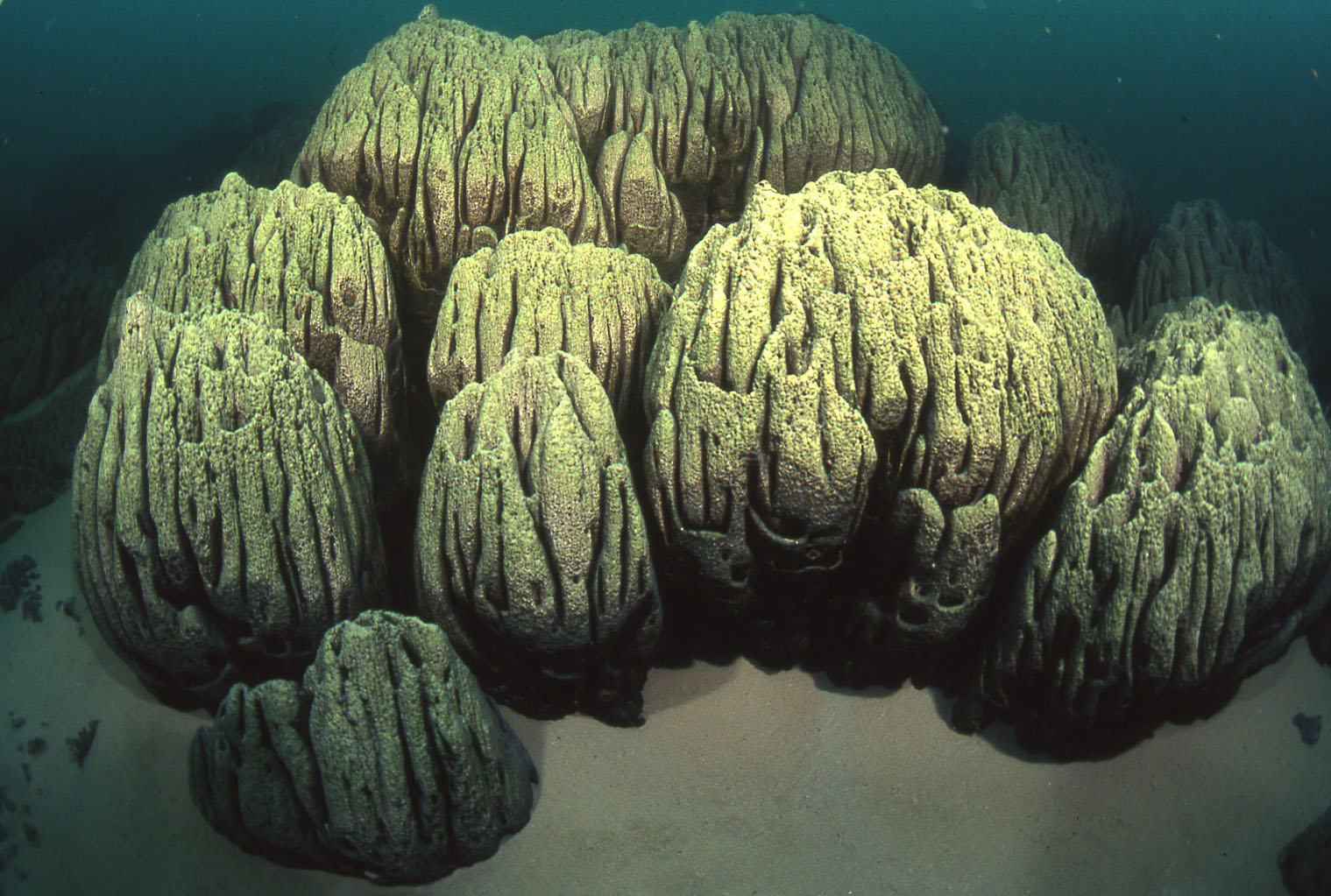 Microbialities at Pavilion Lake captured using a ROV