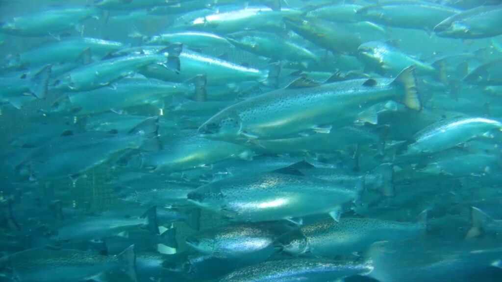 How the Steelhead ROV Is Powering the Future of Aquaculture