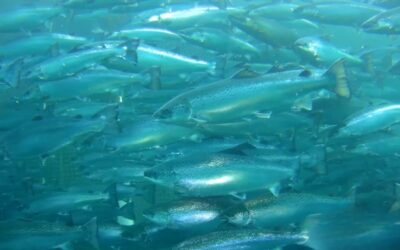 How the Steelhead ROV Is Powering the Future of Aquaculture